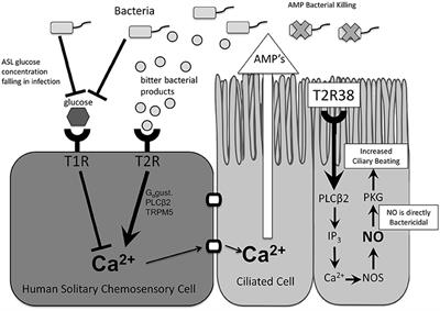 Taste Receptor Polymorphisms and Immune Response: A Review of Receptor Genotypic-Phenotypic Variations and Their Relevance to Chronic Rhinosinusitis